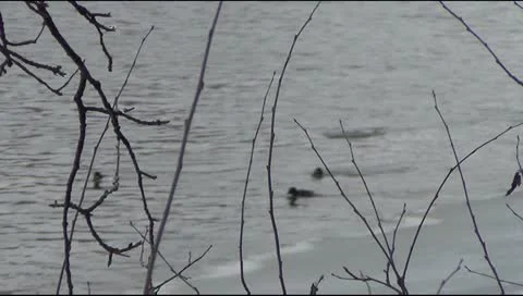 Winter landscape with ducks on the river Stockbeeldmateriaal 21720714