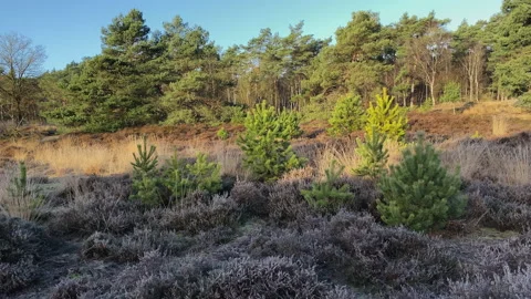 Winter landscape early morning while there is hoarfrost on the heather Stock Footage 219459212