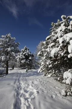 Winter landscape with empty space for text Stock Photos
