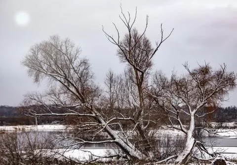 Winter landscape with a fallen willow tree Stock Photos