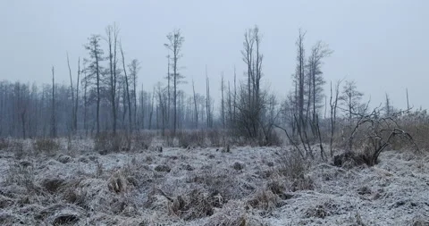 Winter landscape, falling snow, 4K slow motion Stock Footage 168377220