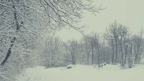 Winter landscape with falling snow. Everything is covered with fresh powder. 動画素材 84328846