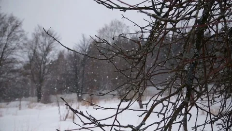 Winter landscape with falling snow Stock Footage 71366519