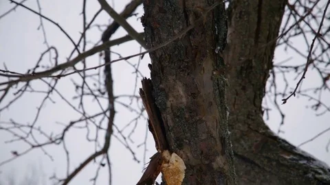 Winter landscape with falling snow Stock Footage 74924164