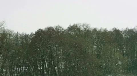 Winter landscape - falling snow over little grove of frosty trees. Stock Footage 60648418