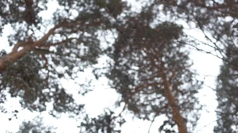Winter landscape, falling snowflakes on the background of a winter forest. Stock Footage 103859442