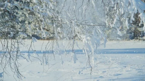 Winter landscape features snowy branches and serene white surroundings Видео 303805369