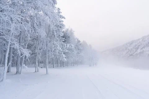 Winter landscape features trees covered in snow with a blurred background a.. Foto stock
