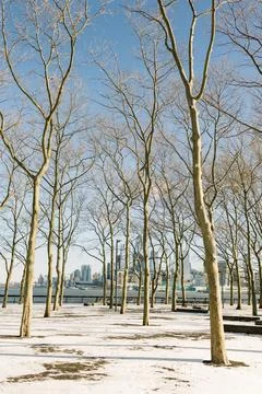 Winter landscape featuring bare trees and a city skyline by the waterfront on a Foto stock