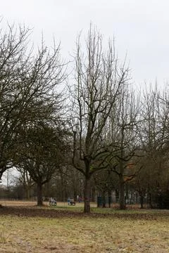 Winter landscape featuring bare trees in a serene park with distant figures.. Stock Photos