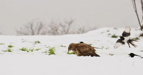 Winter landscape featuring common buzzard and a mischief of Eurasian magpies Stock Footage 266154154
