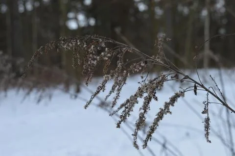 Winter landscape featuring delicate dried flowers against a snowy ground in a Stock Photos