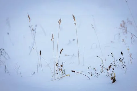 Winter landscape featuring delicate grass and wildflowers peeking through a.. Fotos Stock