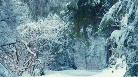Winter Landscape featuring Fresh Slow Motioned Snow Blanketing Pine Trees and Video stock 293729228