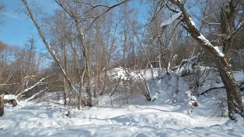 Winter landscape featuring snow-covered ground, trees, and a clear blue sky. Stockbeeldmateriaal 337101626