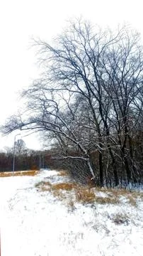 Winter Landscape Featuring Snowy Trees Along a Charming Pathway Amidst a Frosty Stock Photos