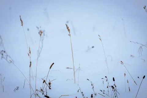 Winter landscape featuring tall grass blades peeking through soft white sno.. Stock Photos