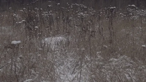 Winter landscape, field grass covered with snow and spruce forest, dolly shot Stock Footage 122774559