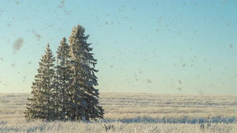 Winter landscape in a field with three snow-covered fir trees, beautiful Stock Footage 146294680