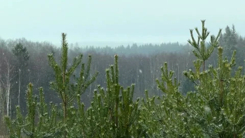 Winter landscape in a field with three snow-covered pine trees, beautiful snowfa Stock Footage 157292663