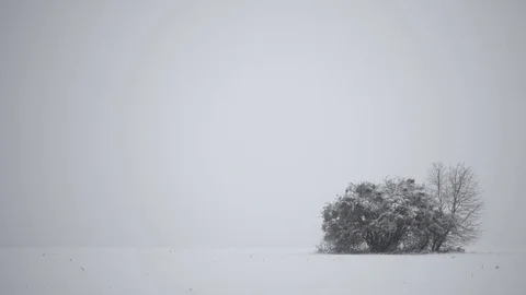 Winter landscape in a field with trees. Winter composition in 4k video. Stock Footage 83707268