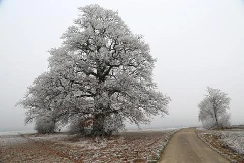 Winter landscape with fields and meadows Stock Photos