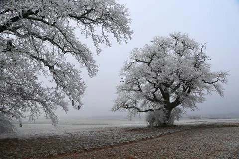 Winter landscape with fields and meadows Stock Photos