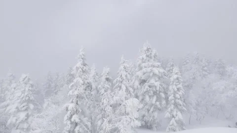 A winter landscape filled with snow-covered trees in a tranquil atmosphere. Stock Footage 304846902