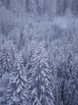 Winter landscape fir Stock Photos
