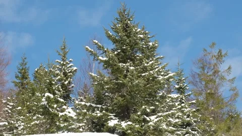 Winter landscape. Fir trees against the blue sky. Stock Footage 316645191