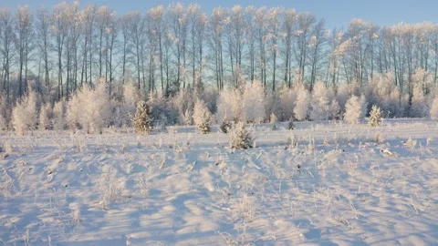   Winter landscape flight over snow-covered trees Stock-Footage 144464631