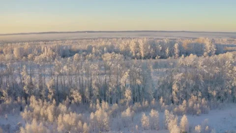 Winter landscape flight over snow-covered trees Video stock 144484026