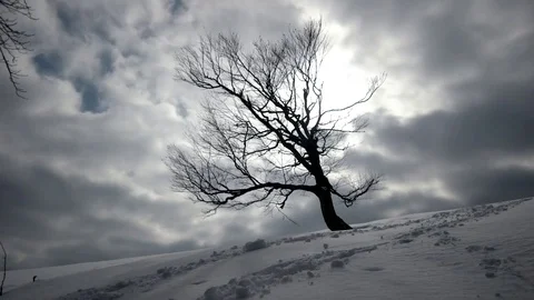 Winter Landscape, Flying Clouds Above Lonely Tree Time Lapse Stock-Footage 73667959