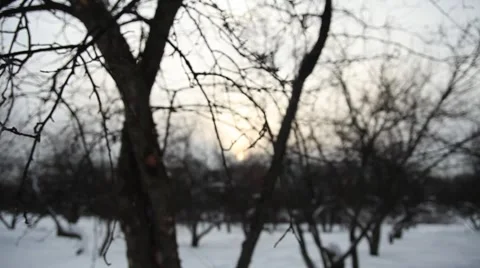 Winter Landscape Видео 1184034