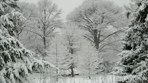 Winter Landscape Video stock 20621712