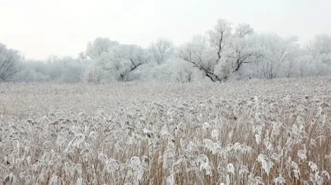 Winter landscape Stock Footage 24665554