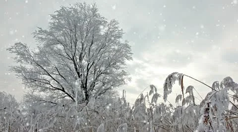 Winter landscape Stock Footage 24667113