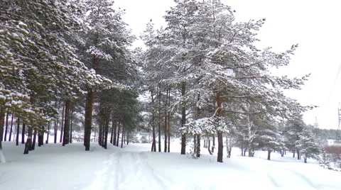 Winter landscape Stock Footage 46615976