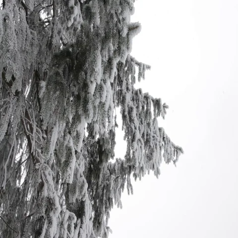 Winter landscape Stock Footage 69293834