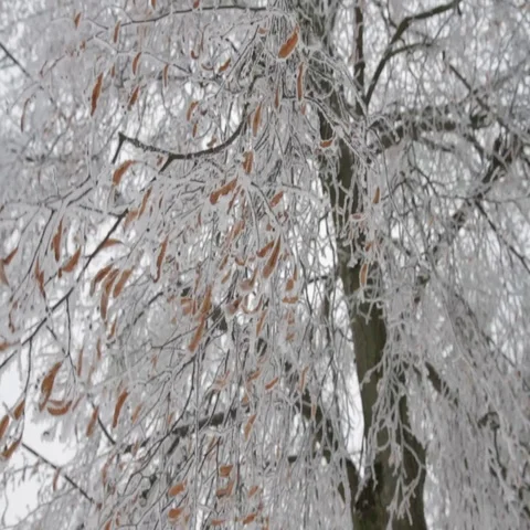 Winter landscape Stock Footage 69293877