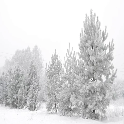 Winter landscape Stock Footage 69294091