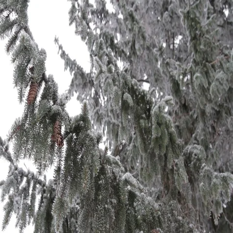 Winter landscape Stock Footage 69294152