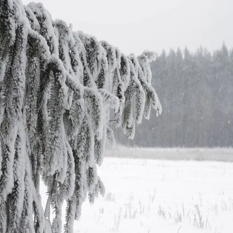 Winter landscape Stock Footage 69294513