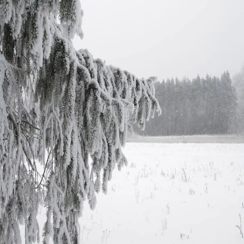 Winter landscape Stock Footage 69294741