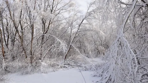 Winter landscape 스톡 동영상 71589071