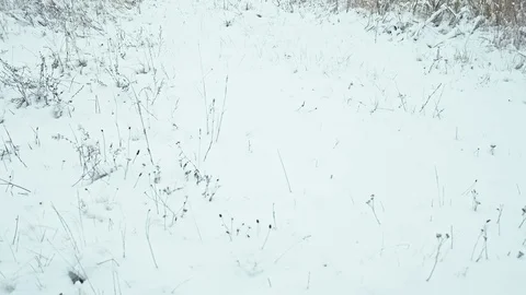 Winter landscape. Stock Footage 83083006