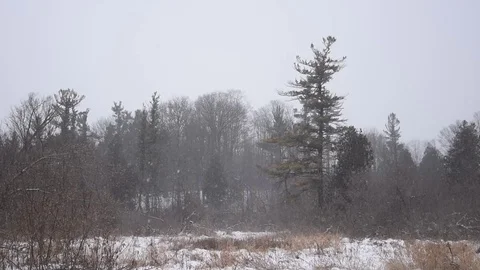 Winter landscape Stock Footage 84168163