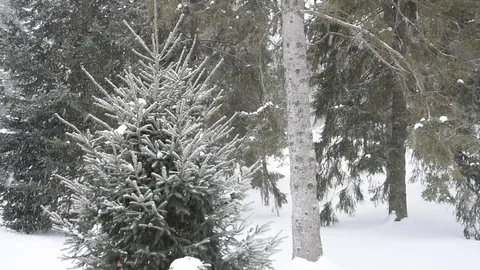 Winter landscape Stock Footage 84170847