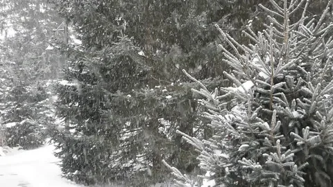 Winter landscape Stock Footage 84171357