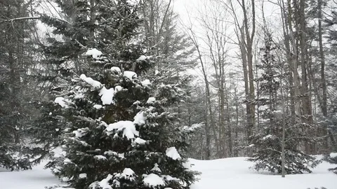 Winter landscape Stock Footage 84171515